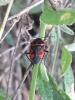 Eurydema ventralis